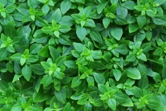 basil background