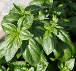 basil plant spice