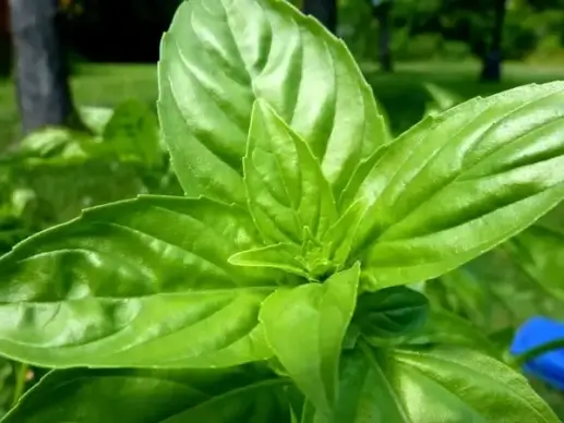 basilic