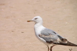beach food and drink garbage