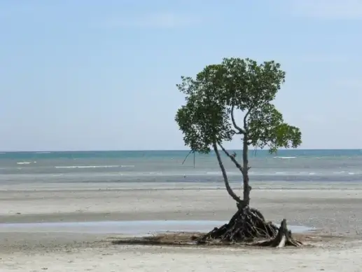beach tree coast