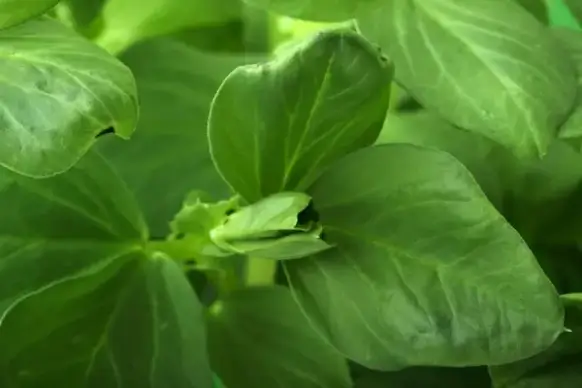bean plant