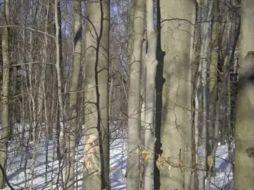 bears scratch