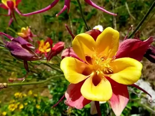 beautiful akelei columbine