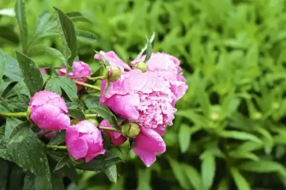 beautiful bloom blossom bright closeup color flora