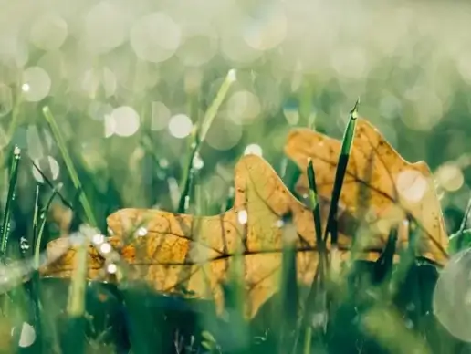 beautiful bright closeup color environment field