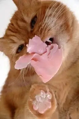 beautiful cat picture 3