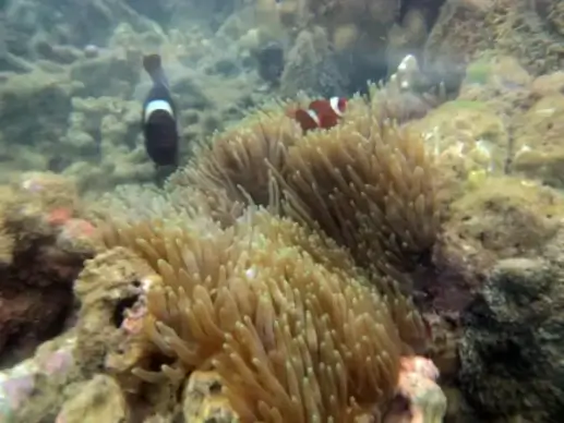 beautiful fish underwater 2
