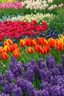 beautiful flowers