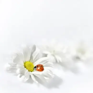 beautiful flowers and greeting cards 01 hd pictures