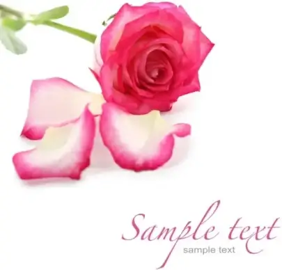 beautiful flowers and greeting cards 02 hq pictures