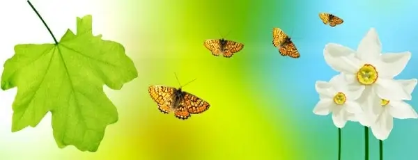 beautiful green leafy background 03 hd picture