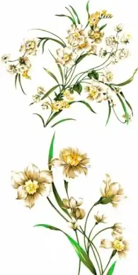 beautiful handdrawn style daffodils psd layered