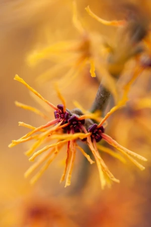 beautiful petals flora