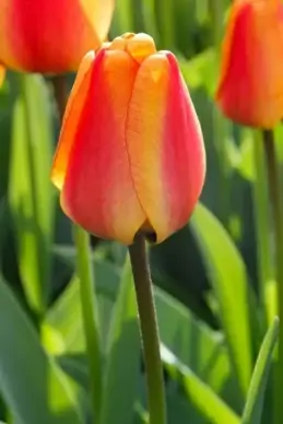 beautiful tulip