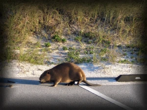 beaver animal wildlife
