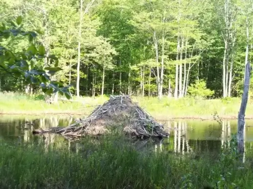 beaver lodge