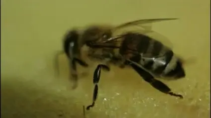 Bee