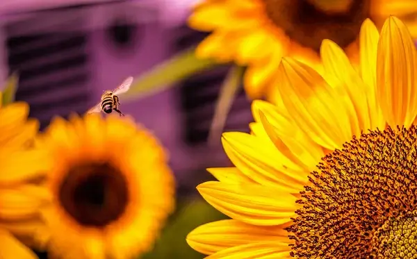 bee amp blossom