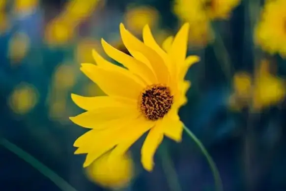bee bloom blossom blur color dof fleur flora