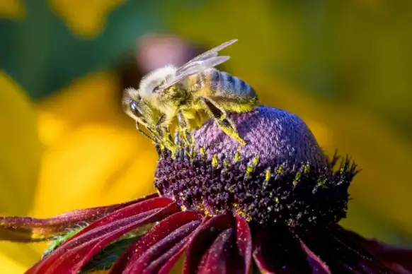 bee perching flower picture 