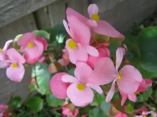 begonia