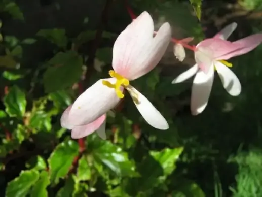 begonia