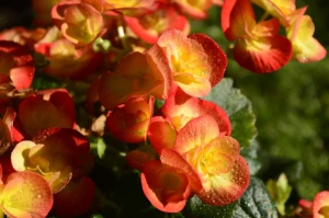 begonia plant flower
