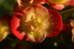 begonia plant flower
