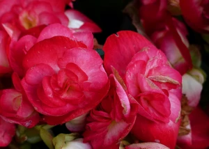 begonia red flower