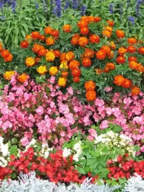 begonias and marigolds french language