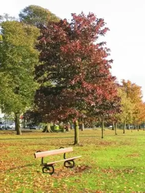 bench and tree