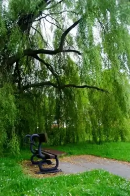 bench and tree