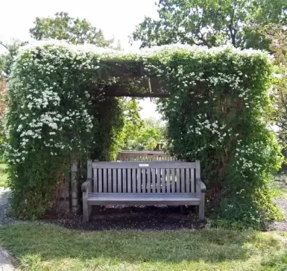 bench under arbor