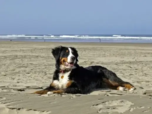 bernese mountain dog berner sennenhund