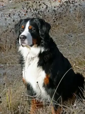 bernese mountain dog berner sennenhund dog
