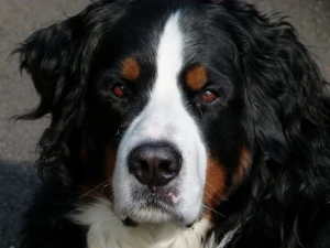 bernese mountain dog canine animal