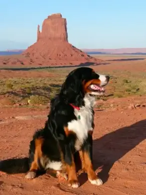bernese mountain dog canine dog