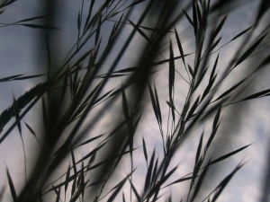 bill grass blades of grass