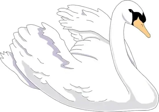 bird 66