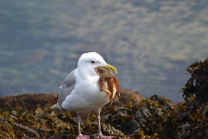 bird and starfish