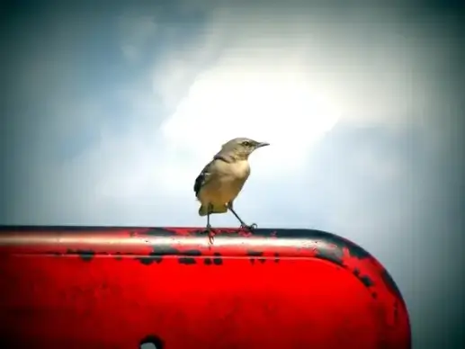 bird animal sky