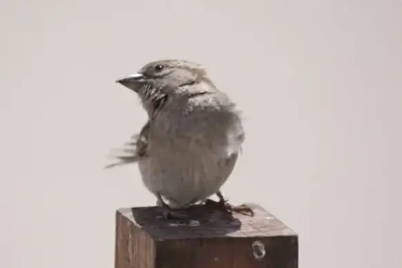 bird animal sparrow