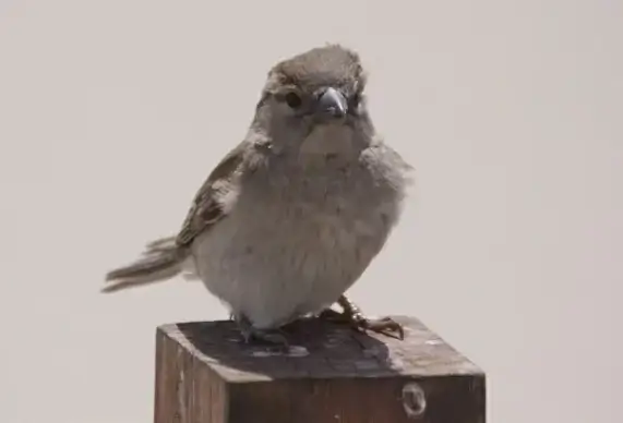 bird animal sparrow