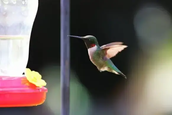 cute tiny bird flying near water jar