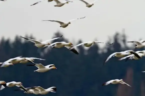 bird blur daytime flight flock fly fowl geese