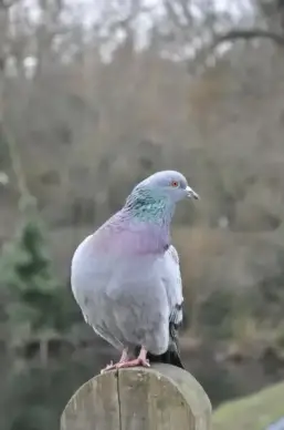 bird body