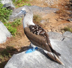 bird booby blue