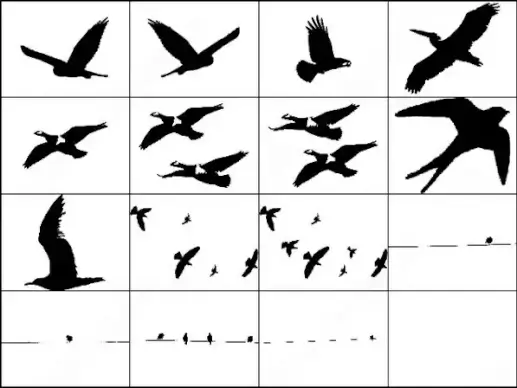 bird brush