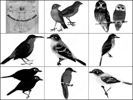 bird brush